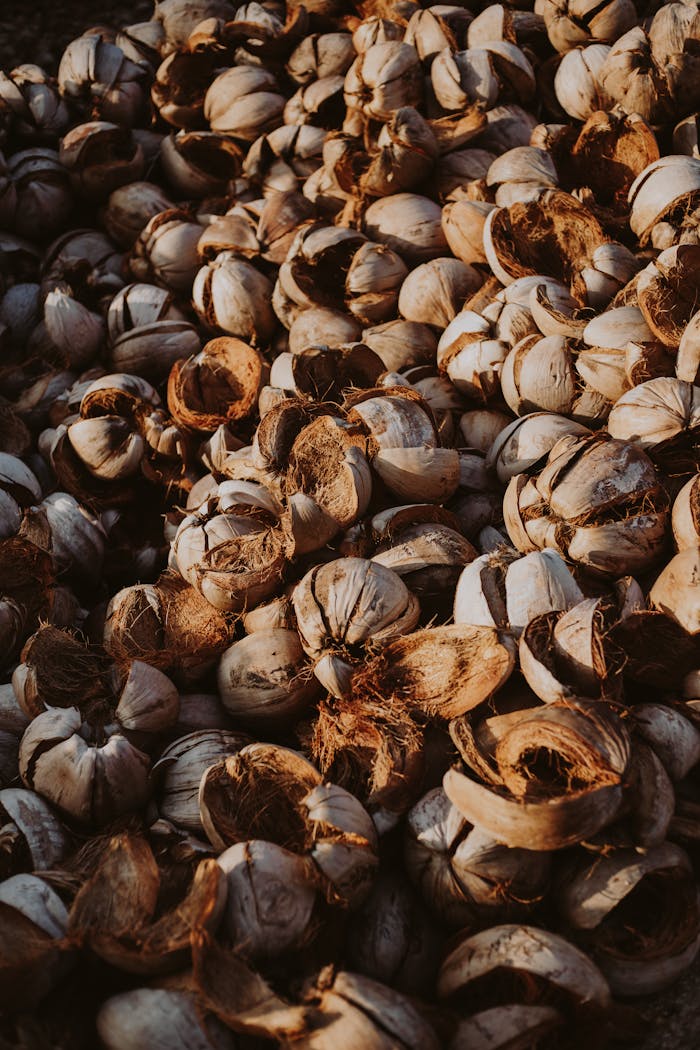 A collection of dried coconut husks in warm light, showcasing textures and patterns.