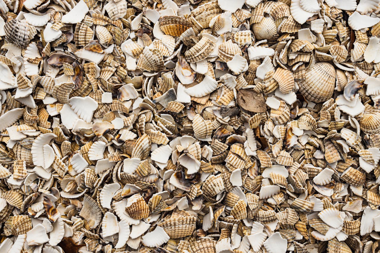 A detailed view of scattered seashell fragments with varied textures and colors on a beach.